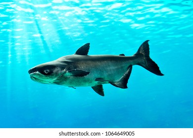 Mekong Giant Catfish 