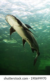 Mekong Giant Catfish