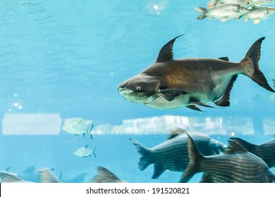 Mekong Giant Catfish