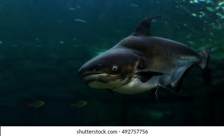 Mekong Giant Catfish