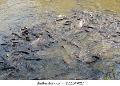 Mekong Giant Catfish Large Critically Endangered Stock Photo 1111049027 ...