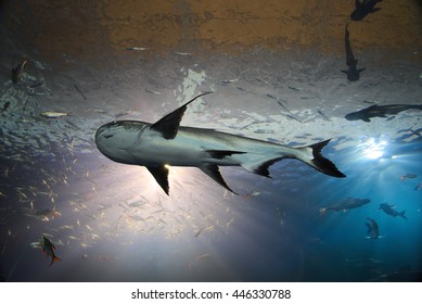 Mekong Giant Catfish Underwater