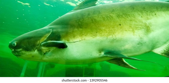 339 Mekong Giant Catfish Images, Stock Photos & Vectors | Shutterstock