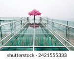 The Mekong Glass Skywalk,and Pink blossomed,artificial tree,Chiang Rai,Province,Northern Thailand.