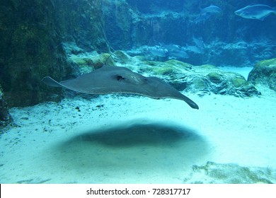 Giant Freshwater Stingray Hd Stock Images Shutterstock
