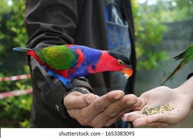 Parrot people Images, Stock Photos & Vectors  Shutterstock