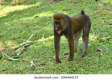 Melaka, Malaysia - Dec 16, 2021: The Mandrill Is A Primate Of The Old World Monkey (Cercopithecidae) Family.