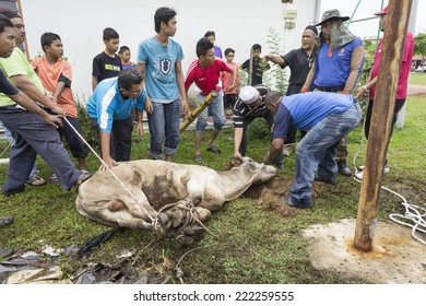 MELAKA, MALAYSIA - OCTOBER 4: Unidentified Malaysian Muslims help in slaughtering a cow during Eid Al-Adha Al Mubarak, the Feast of Sacrifice on October 4 2014 in Melaka, Malaysia.