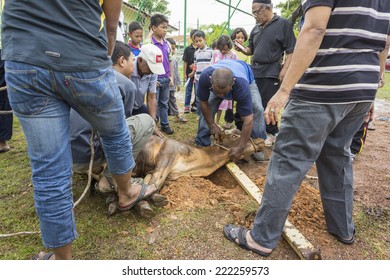MELAKA, MALAYSIA - OCTOBER 4: Unidentified Malaysian Muslims help in slaughtering a cow during Eid Al-Adha Al Mubarak, the Feast of Sacrifice on October 4 2014 in Melaka, Malaysia.
