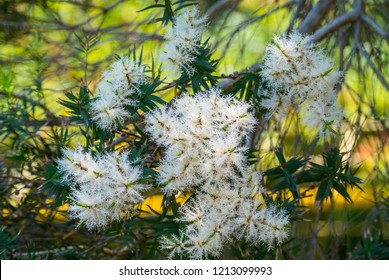 Melaleuca Alternifolia In Japan