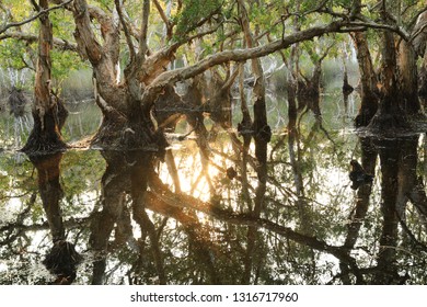 Melaleuca Cajuput Trees On Peat Swamp Forest , Rayong Botanic Garden ,Thailand 
