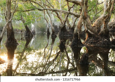 Melaleuca Cajuput Trees On Peat Swamp Forest , Rayong Botanic Garden ,Thailand 
