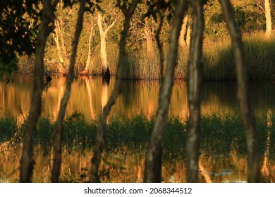 Melaleuca Cajuput Trees On Peat Swamp Forest , Rayong Botanic Garden ,Thailand 