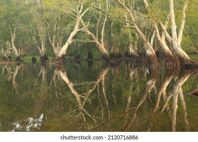 Melaleuca Cajuput Trees On Peat Swamp Forest , Rayong Botanic Garden ,Thailand 