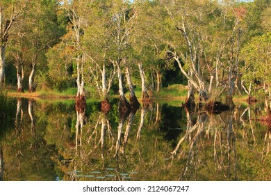 Melaleuca Cajuput Trees On Peat Swamp Forest , Rayong Botanic Garden ,Thailand 