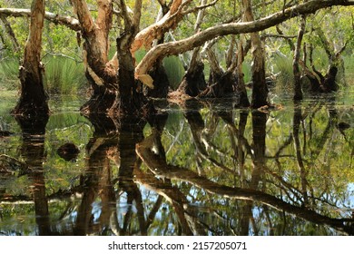 Melaleuca Cajuput Trees On Peat Swamp Forest , Rayong Botanic Garden ,Thailand 