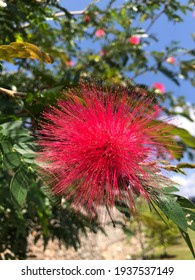 Melaleuca Citrina, Commonly Known Lemon Bottlebrush.