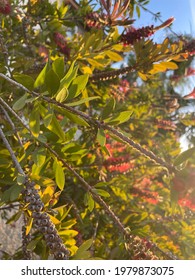 Melaleuca Citrina Plant In A Detailed Photo