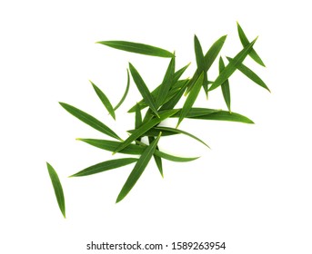 Melaleuca Leaves (Tea Tree) Used For Essential Oil Production. Top View. Isolated On White Background.