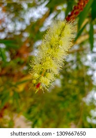 Melaleuca Leucadendra Cajeput Flower