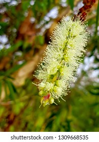 Melaleuca Leucadendra Cajeput Flower