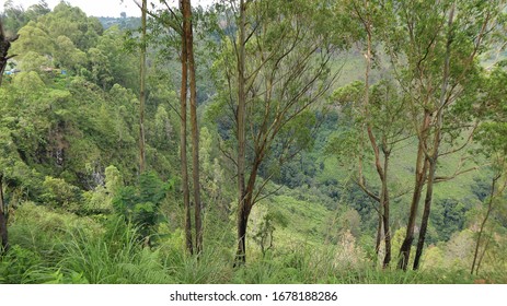 Melaleuca Leucadendra Tree Grows Tall In An Old Forest.