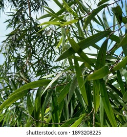 The Melaleuca Leucadendra Tree Leaf