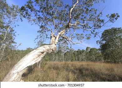 Melaleuca Quinquenervia 