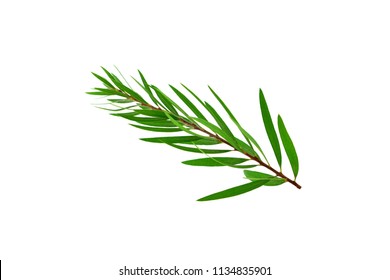 Melaleuca (Tea Tree) Branch. Isolated On White Background.