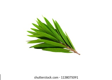 Melaleuca (Tea Tree) Branch. Isolated On White Background.