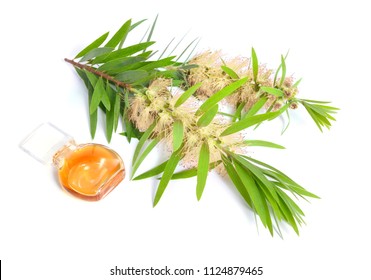 Melaleuca (tea Tree) Essential Oil With Twig. Isolated On White Background.