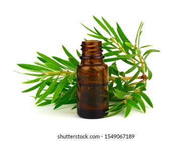 Melaleuca (Tea Tree) Essential Oil Isolated On White Background.