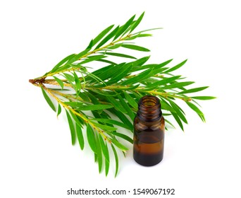 Melaleuca (Tea Tree) Essential Oil Isolated On White Background.