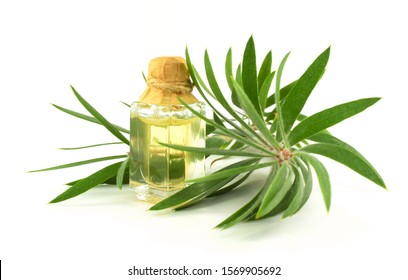 Melaleuca (Tea Tree) Essential Oil Isolated On White Background.