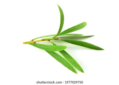 6,619 Melaleuca Tree Images, Stock Photos & Vectors | Shutterstock