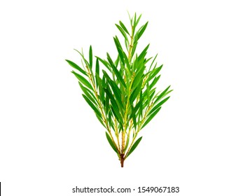 Melaleuca (Tea Tree) Isolated On White Background.