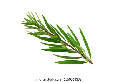 Melaleuca (Tea Tree) Isolated On White Background.