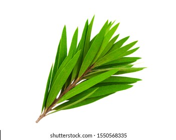 Melaleuca (Tea Tree) Isolated On White Background.