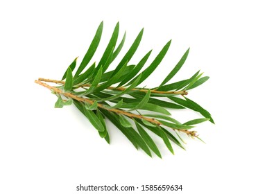 Melaleuca (Tea Tree) Isolated On White Background.