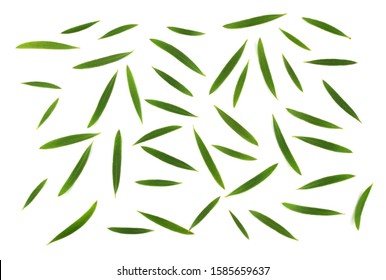 Melaleuca (Tea Tree) Leaves Isolated On White Background.