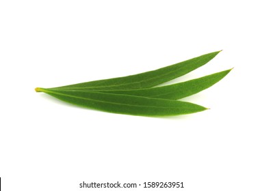 Melaleuca (Tea Tree) Leaves Isolated On White Background.