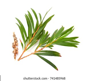 Melaleuca (tea Tree) Twigs With Leaves And Seeds. Isolated On White Background.