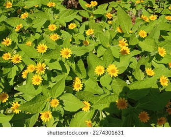 Melampodium divaricatum, small sunflower, mini sunflower, yellow flower - Shutterstock ID 2274301631