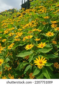 Melampodium Is A Genus Of Flowering Plants In The Sunflower Family