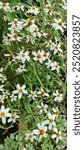 Melampodium leucanthum, the plains blackfoot or blackfoot daisy, is an herbaceous perennial plant in the family Asteraceae found on rocky slopes 