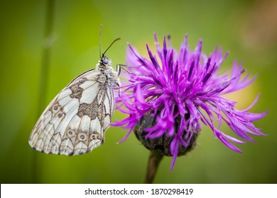 Melanargia Galathea. Butterfly In Nature. Beautiful Picture. Wild Nature. Color Photograph. Butterfly. Rare Object.