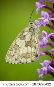 Melanargia Galathea. Butterfly In Nature. Beautiful Picture. Wild Nature. Color Photograph. Butterfly. Rare Object.