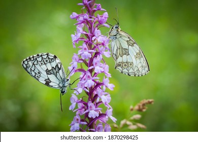 Melanargia Galathea. Butterfly In Nature. Beautiful Picture. Wild Nature. Color Photograph. Butterfly. Rare Object.