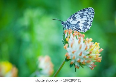 Melanargia Galathea. Butterfly In Nature. Beautiful Picture. Wild Nature. Color Photograph. Butterfly. Rare Object.