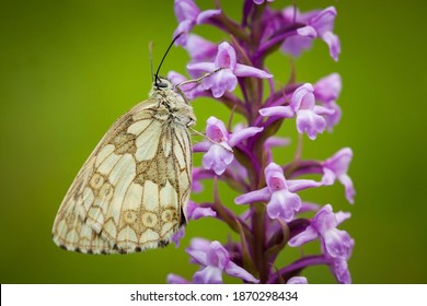 Melanargia Galathea. Butterfly In Nature. Beautiful Picture. Wild Nature. Color Photograph. Butterfly. Rare Object.